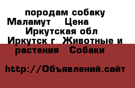 породам собаку Маламут. › Цена ­ 5 000 - Иркутская обл., Иркутск г. Животные и растения » Собаки   